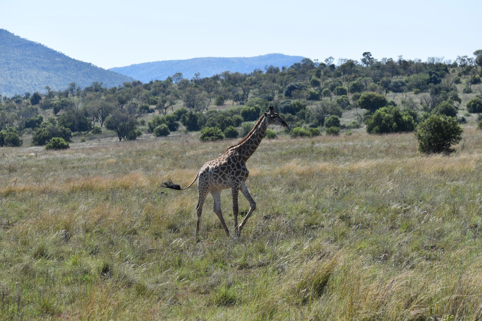 A giraffe in open grassland, photographed during William’s travels